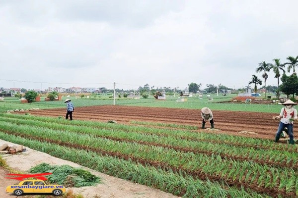 taxi sân bay nội bài huyện Phúc Thọ